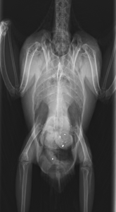 スクリーンショット 2025-05-03 194501