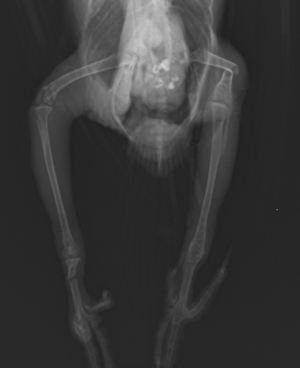 スクリーンショット (11)