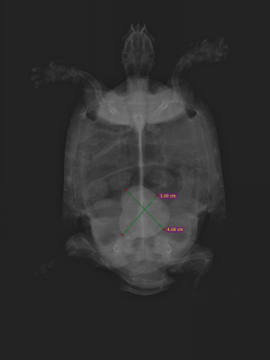 オオモト カメ ギリシャリクガメ=大本 カメ ギリシャリクガメ - 2025_09_09 10_15_08 - RadiAnt DICOM Viewer 2024.1 (64-bit) 2025