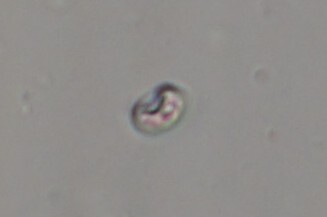 0178-01 伊藤あさ　クリプト4