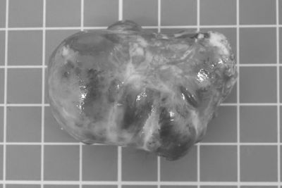 P4115045 2